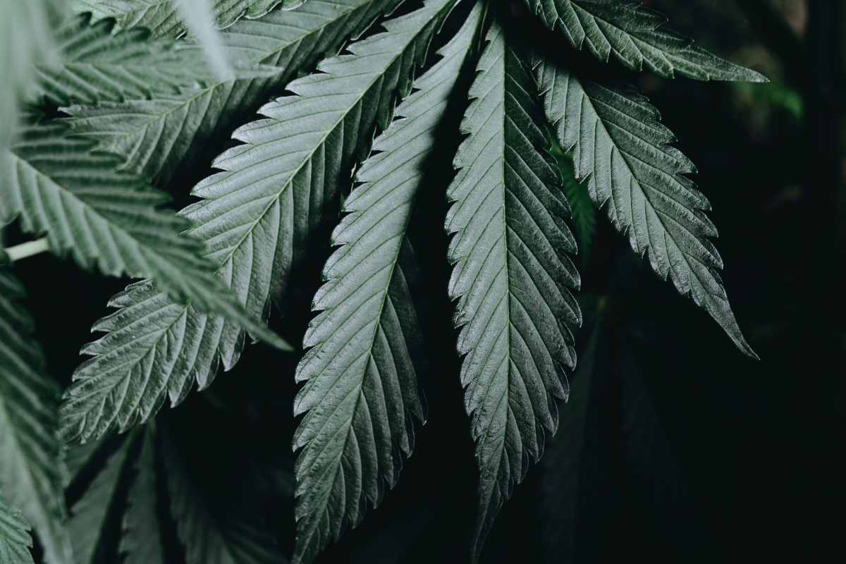 Close-up of green cannabis leaves with serrated edges against a dark background with dramatic lighting.