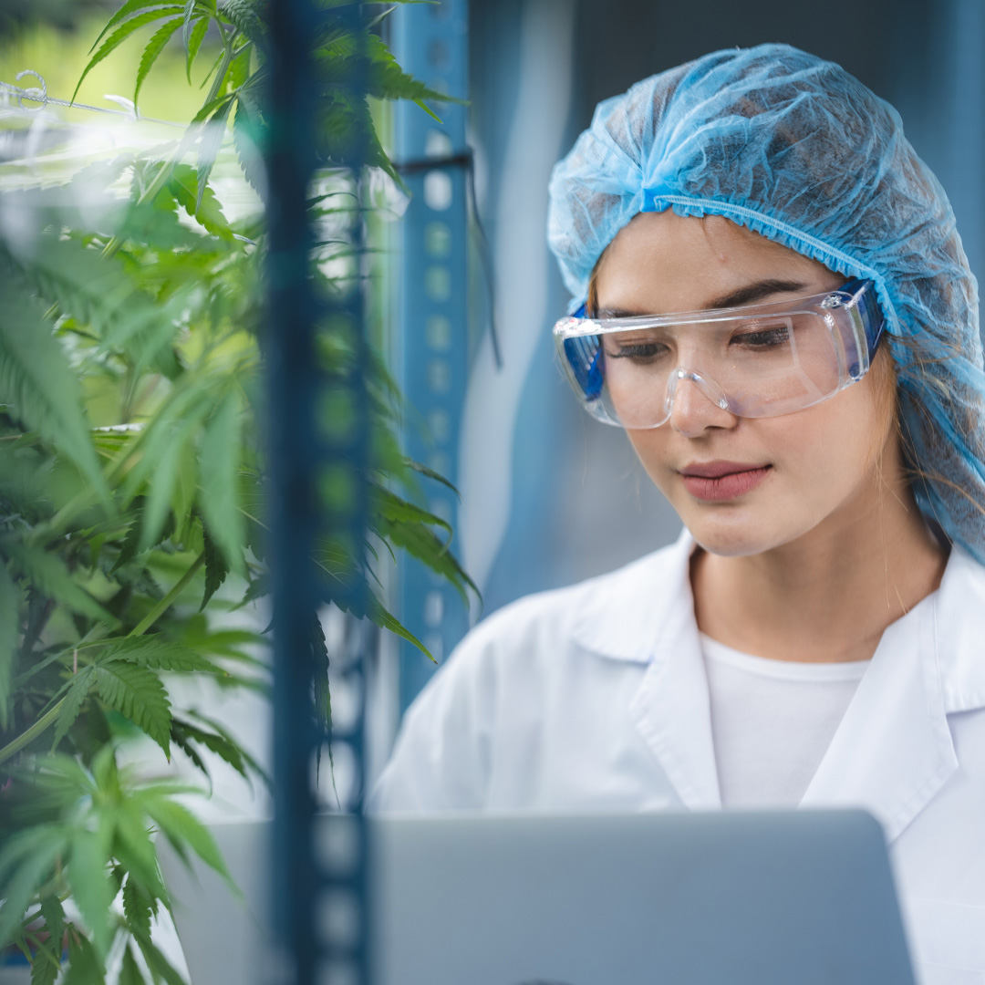 Female scientist in a lab coat with safety goggles and a hairnet looks at a laptop among cannabis plants in a research facility.